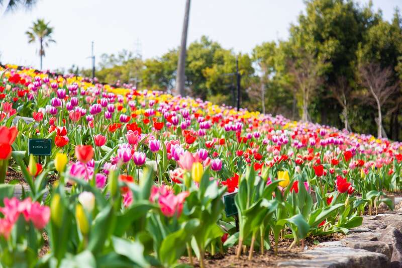 【米子・松江発】アジアの遺跡と花の共演♪レオマリゾートへの旅　日帰り2