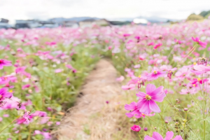 『２食付き！秋空に広がる絶景　国営ひたち海浜公園のコキア』【川崎　出発】1