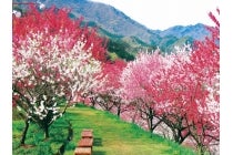 【蒲郡・相見・岡崎発】＊日帰り昼食付＊『富士見台高原の水芭蕉と阿智村花桃』2