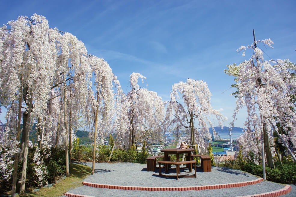 ＜徳島＞花見山鳴門しだれ桜の丘と眉山1500本のソメイヨシノ【西鈴蘭台・名谷・垂水出発】1
