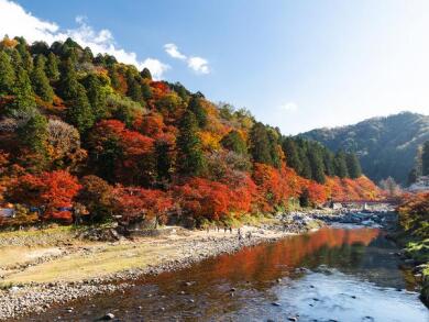 紅葉の香嵐渓となばなの里イルミネーション・小原四季桜2日間1