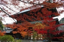 【梅坪・豊田発】＊日帰り昼食付＊『ロープウェイから見下ろす紅葉絵巻　身延山を満喫＆海辺のランチビュッフェ』1