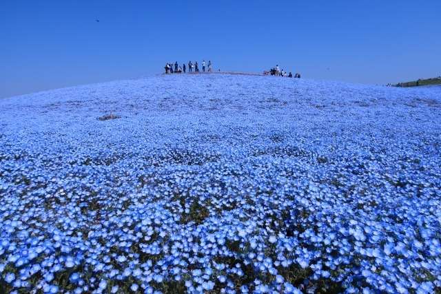 見渡す限り青の世界！ひたち海浜公園「絶景のネモフィラ」とあしかがフラワーパーク「圧巻の大藤」・富士芝桜まつり・箱根「山のホテル」ツツジ&シャクナゲ 3日間【大阪難波駅・大阪上本町駅・鶴橋駅・大和八木駅発】1