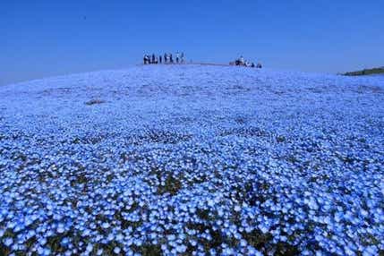 見渡す限り青の世界！ひたち海浜公園「絶景のネモフィラ」とあしかがフラワーパーク「圧巻の大藤」・富士芝桜まつり・箱根「山のホテル」ツツジ&シャクナゲ 3日間【大阪難波駅・大阪上本町駅・鶴橋駅・大和八木駅発】
