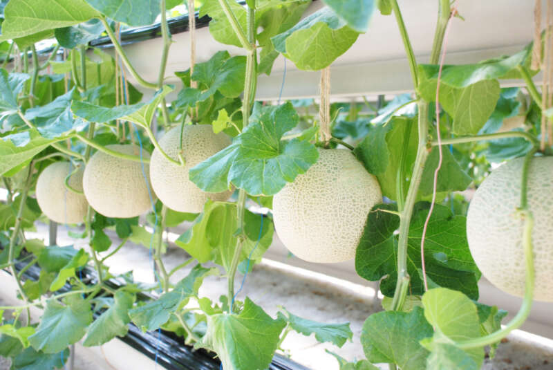 【富山県内発】 伊良湖温泉　伊良湖リゾート＆コンベンションホテルに宿泊 三河マスクメロン収穫体験・１玉持ち帰り付　初夏の三河・渥美半島２日間1