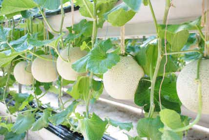 【富山県内発】 伊良湖温泉　伊良湖リゾート＆コンベンションホテルに宿泊 三河マスクメロン収穫体験・１玉持ち帰り付　初夏の三河・渥美半島２日間