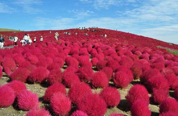 【早割30】[新宿発]秋のふわもこコキア鑑賞と茨城の人気「おさかな市場」＆めんたいパーク大洗へ！毎年大人気の日帰りバスツアー！1