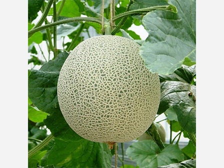 中部バス旅　約５万本の人気のあじさい祭りとメロン１玉狩り＆１玉持ち帰り＋１／４試食付！3