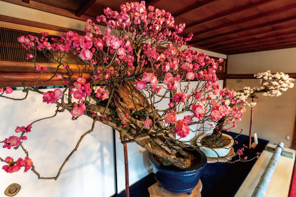 ＜滋賀＞びわ湖に浮かぶ神秘の島 多景島（たけしま）上陸と第75回長浜盆梅展【垂水・名谷・西鈴蘭台出発】2