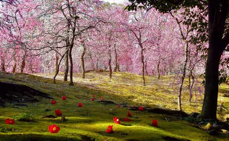 【紀南エリア発】 京都随一の梅名所!城南宮「しだれ梅と椿まつり」&北野天満宮 日帰り