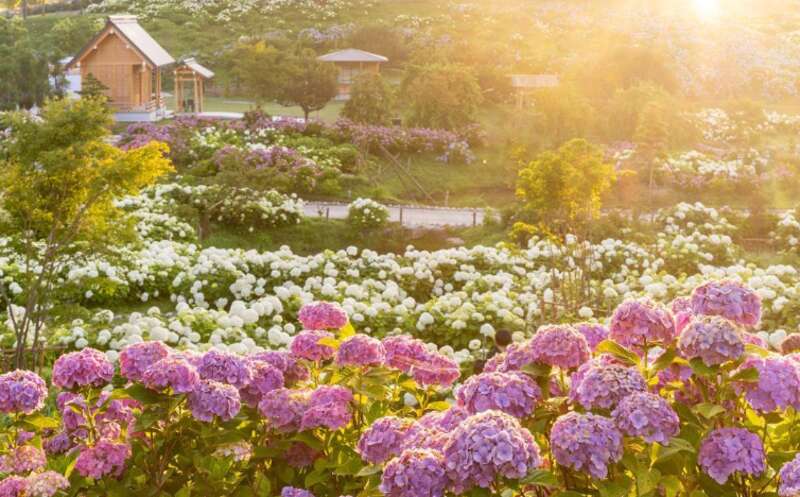 【京滋エリア発】 こんな旅してみたかった！夏のおもてなしミステリーツアー　日帰り3