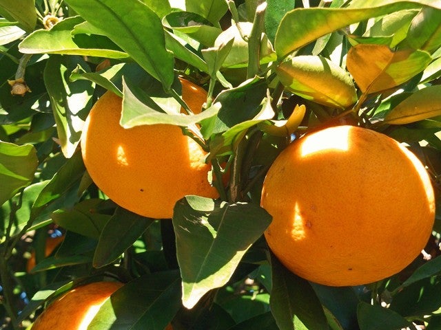 ■【静岡】ぐるっと伊豆紀行！ごちそうの季節到来♪浜焼き食べ放題×みかん狩り食べ放題＆秋冬の風情を楽しむ伊豆国一宮「三嶋大社」へ3