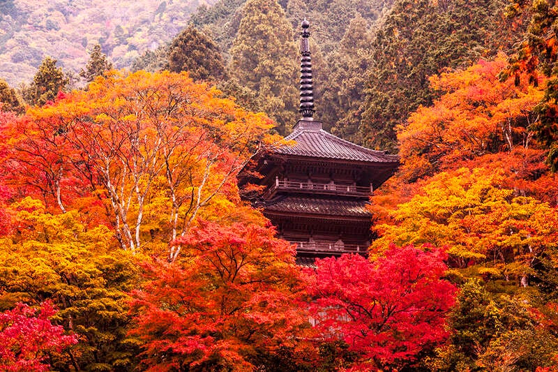 【長崎空港発】 ～京都・丹後・丹波～　紅葉メドレー３日間3