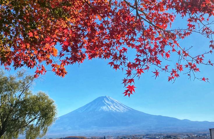【早割30】[西船橋発]W紅葉まつり＆Wブランド牛を楽しむよくばり旅！神戸牛&甲州ワインビーフしゃぶしゃぶ食べ比べと久保田一竹美術館・河口湖もみじ回廊＆山中湖紅葉まつりの幻想的なライトアップを巡る 秋の絶景満喫♪日帰りバスツアー1
