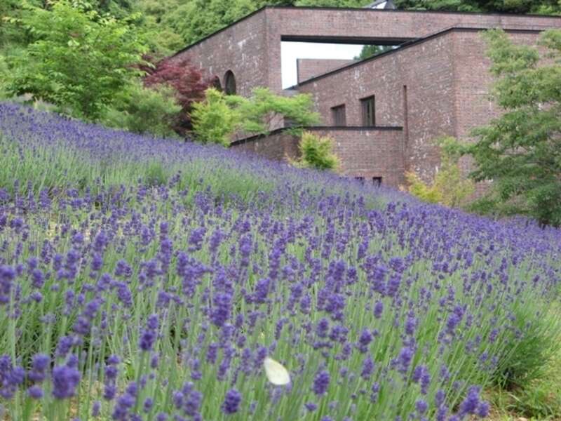【博多発】大和花菖蒲一般公開・深川製磁ラベンダー・慧洲園のサツキ　佐賀３つの花めぐるメロびわバスツアー 　日帰り　3