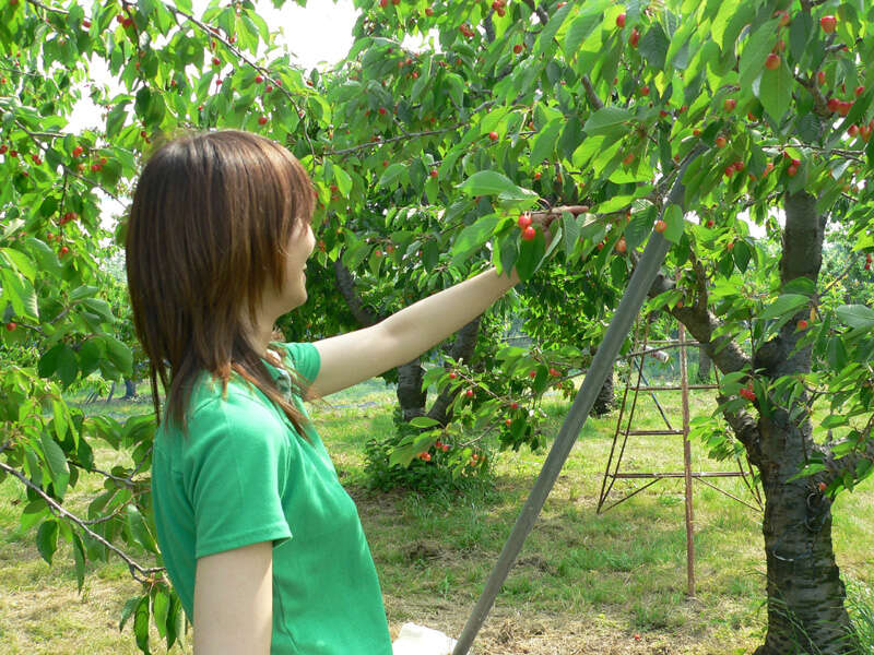 【富山県内発】 旬を先取り！ハウス栽培さくらんぼ狩りと小布施散策2