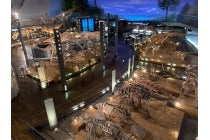 ◎WEB予約でリボンポイント２ポイント◎【梅坪・豊田発】＊日帰り弁当付＊歴史と太古の大冒険！『一乗谷朝倉氏遺跡＆福井県立恐竜博物館へ行こう！』2