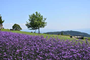 初夏の謝恩企画！たわわに実った淡路びわ狩り食べ放題と「王侯貴族のバラ園」須磨離宮公園【河内磐船・枚方市・JR高槻発】