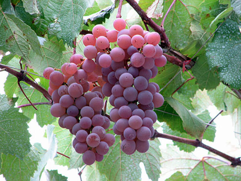 【埼玉県内発】 ラストシャインマスカット化粧箱入り２房１キロ付！　甲州ぶどう食べ放題 富士河口湖紅葉まつり　圧巻の紅葉トンネル2