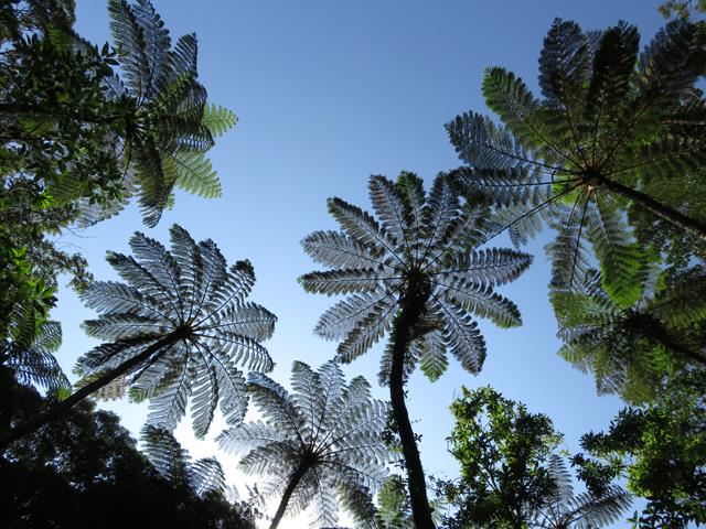 【滞在中レンタカー付】世界自然遺産登録を果たした奄美大島！豊かな自然と希少な生物が息づく南の島へ！奄美大島ホテルチョイスプラン 2泊3日2