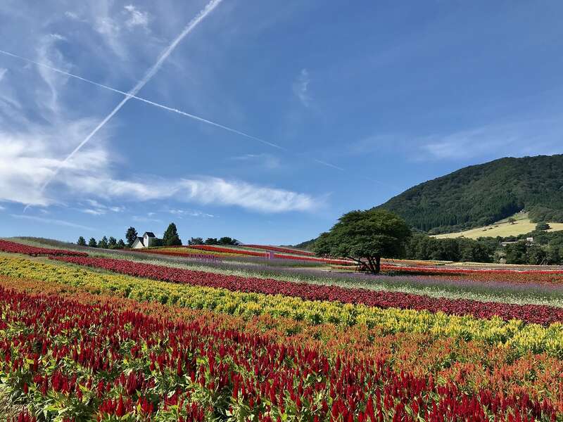 【山形県内発】 ハロウィンと虹色に彩られる圧巻のガーデン！ 絶景の秋色ミステリーツアー（日帰り）1