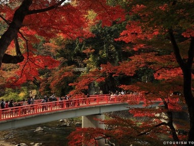 中部発　日帰り　桜と紅葉のうれしい４つのお土産付き！小原四季桜・香嵐渓の２大共演！松茸料理とお土産・栗おこわ付！