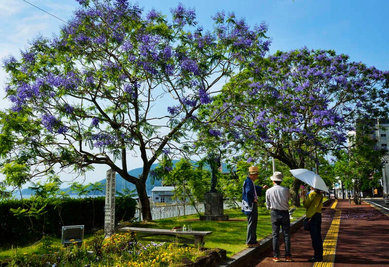 【小倉・引野口発】 30万本の花しょうぶが彩る大村公園と世界三大花木のジャカランダ咲くよみうり温泉まつり　日帰り1