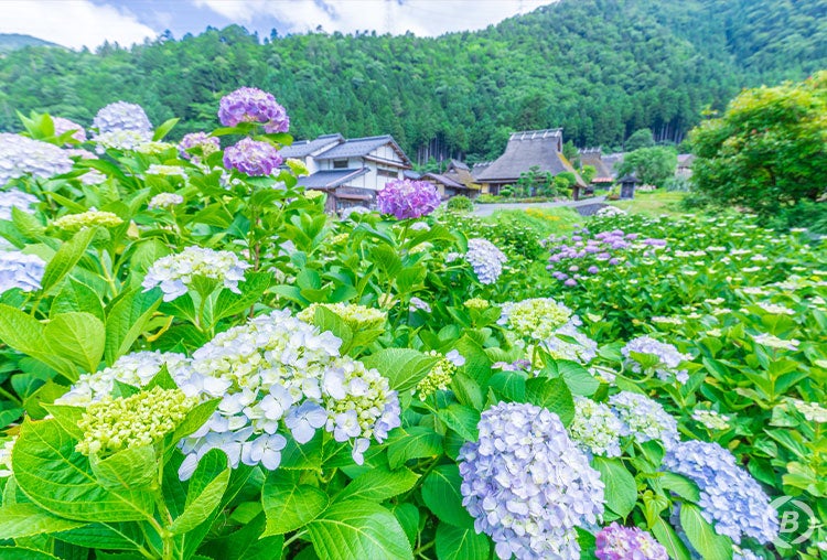 【大阪・梅田発】6/20（土）、6/27（土）京北・美山の紫陽花（あじさい）めぐりと里山フレンチ日帰りバスツアー（トイレ付バス利用）3