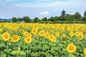 三宮　明石　発
岡山白桃狩りと牛窓オリーブ園3