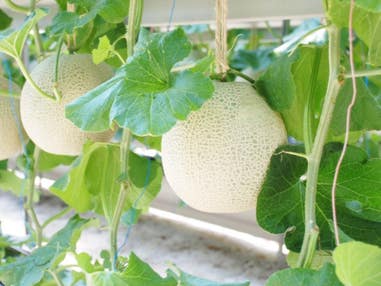 ■【静岡】涼を愉しむ夏旅♪マスクメロン1玉(お土産付)×静岡グルメ!うなぎ釜まぶし御膳&スイーツバイキング&ひんやり絶景〈白糸ノ滝〉&富士山の麓〈あさぎりフードパーク&道の駅朝霧高原〉へ