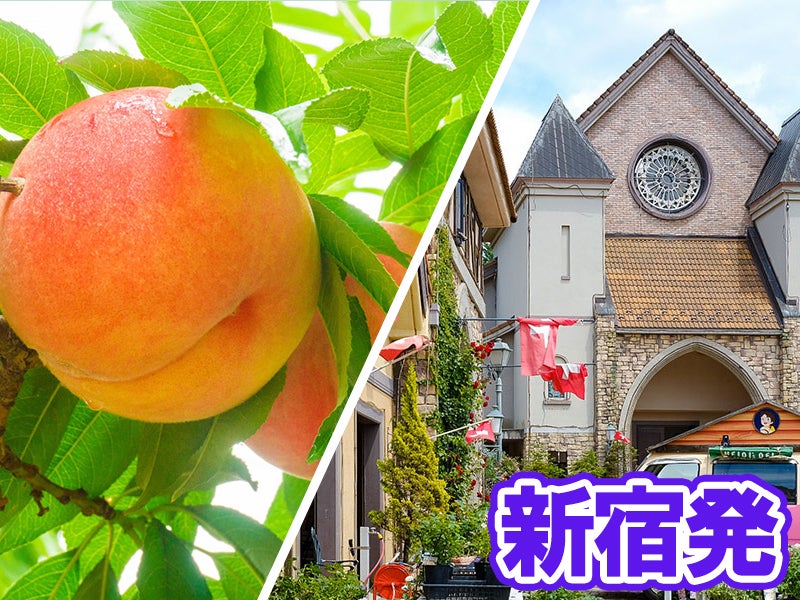 🔥催行確定日多数あり🔥【新宿発】7,000円台～ぶっとび格安✨もも狩り食べ放題🍑お土産もも1個付き！×大人気信玄餅詰め放題×甲州料理＆スイス料理食べ放題🧀×ワイン飲み比べ放題🍷ミニワインボトルプレゼント♪盛り沢山山梨グルメ旅日帰りバスツアー🚌1