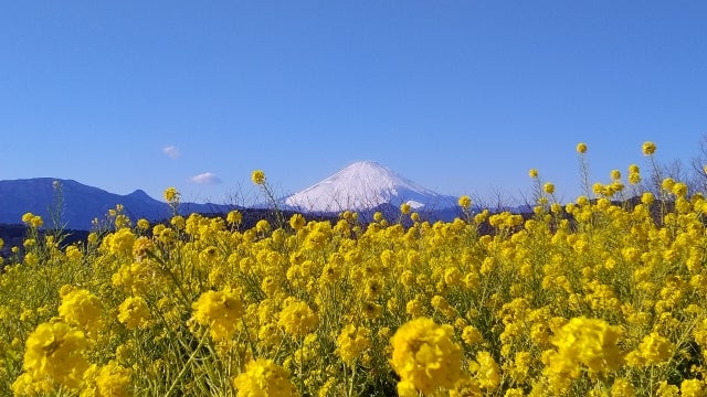 ★催行決定★《ミニハイキング》【京成船橋発】神奈川＜吾妻山＞菜の花ハイキング（昼食なし）＜コースNo.25-1149＞（京成トラベル）3