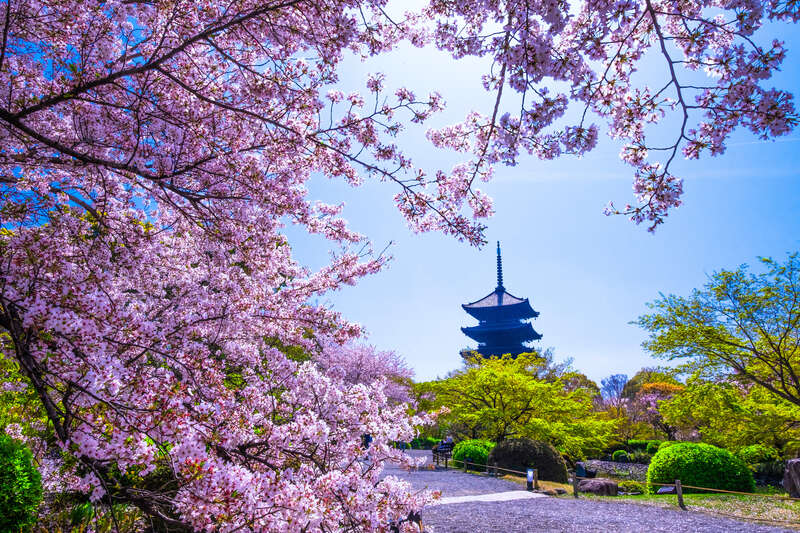 【島根県・鳥取県米子市発】 京都６つの桜絵巻 ２日間2