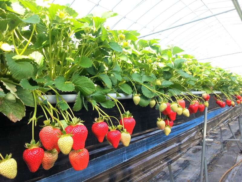 【JR福山駅発】いちご狩りといちご大福作り体験と高松の新名所「市場水族館」　日帰り1