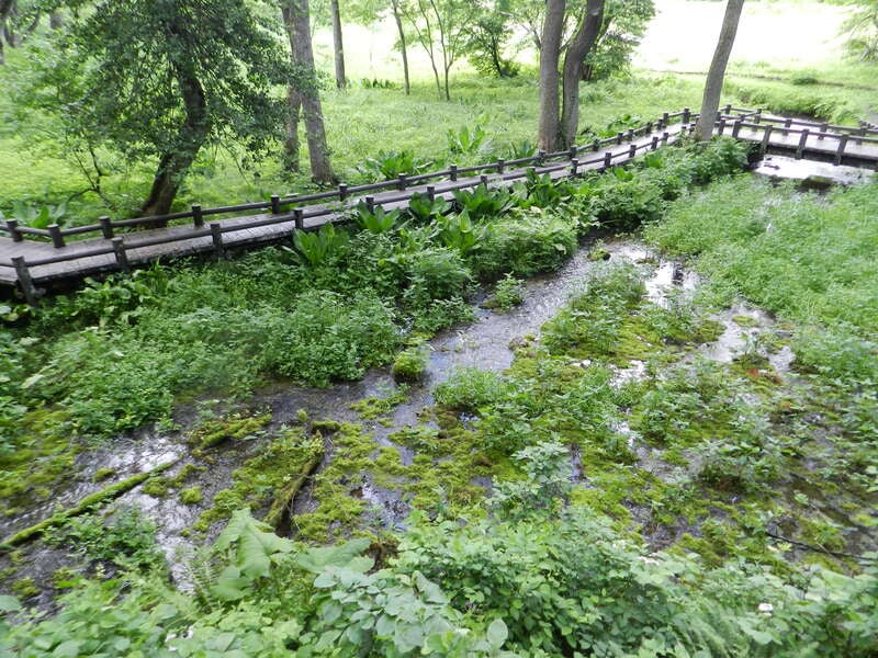 【富山県内発】 栂池高原の白い妖精～ミズバショウ観賞～　と 姫川源流自然探勝園の神秘体験　日帰り3