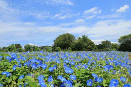 【愛媛県内発】 世羅・花夢の里ヘブンリ―ブルーの丘と梨狩り食べ放題 日帰り
