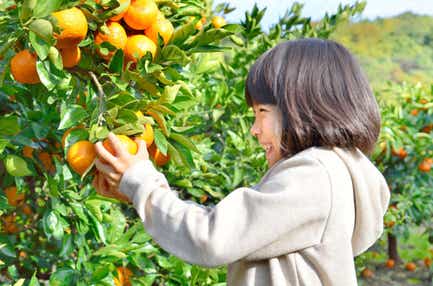【静岡県内発】 よみうり創業祭ミステリーツアー　どどーーーん！もってけ3.9キロお土産付！