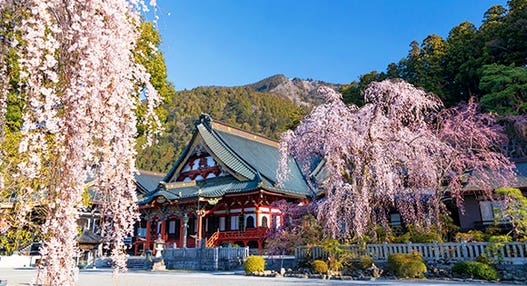 ＜新宿発・西船橋発＞ 樹齢400年！身延山久遠寺しだれ桜 と 三嶋大社の桜　 山梨＆静岡ぐる～り周遊・富士山麓さくら紀行