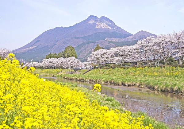 桜の駅から桜の駅まで久大本線ローカル列車と大分川さくら菜の花さんぽとゆふいん山水館ランチバイキング2
