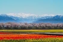 １名参加ＯＫ！【岡崎発】＊１泊３食付＊春の絶景・あさひ舟川‶春の四重奏”と『湯神子温泉』1