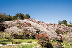 全国屈指の紅葉名所「香嵐渓もみじまつり」と秋に咲く桜と紅葉「小原四季桜」2