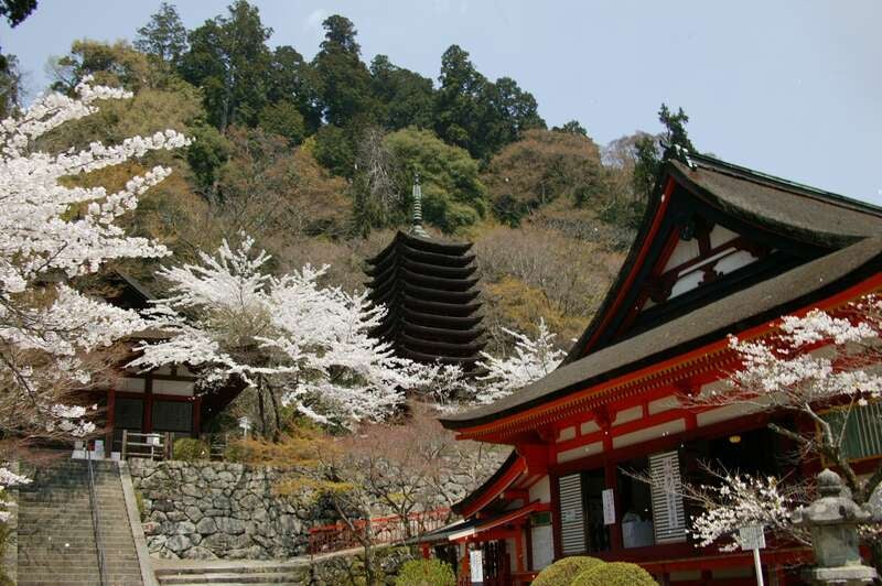 【大津・草津発】 一目千本！世界遺産「吉野千本桜」と多武峯「談山神社」・日本のはじまり「橿原神宮」　桜名所めぐり　日帰り3