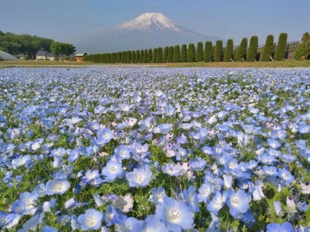 【横浜発】Ｗお花畑巡り！富士芝桜まつり＆花の都公園2