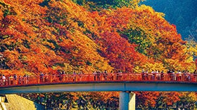 全国屈指の紅葉名所「香嵐渓もみじまつり」と秋に咲く桜と紅葉「小原四季桜」1