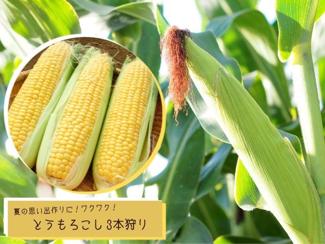 ■【群馬】夏に行きたい絶景の避暑地♪関東最大級５万株の「たんばらラベンダーパーク」へ！夏の高原バイキング＆「とうもろこし狩り！桃2個お土産付き！」2
