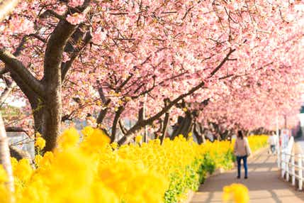 【北九州空港発】 雪化粧の富士山 と「三浦海岸桜まつり」・三崎港「まぐろ」めぐり3日間
