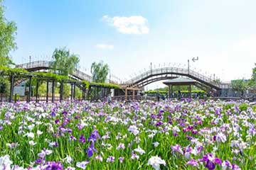 【パワースポット×約１００万株あやめまつり/新宿・池袋発】パワースポット東国三社めぐり 第７５回水郷潮来あやめまつり！1
