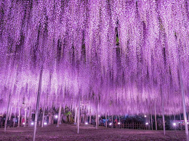 【千葉・西船橋発】8,000円台～ぶっとび格安✨ひたちなか『ネモフィラの丘』青の絨毯を堪能💙＆『あしかがフラワーパーク』大藤棚のライトアップ鑑賞(入場料込）2