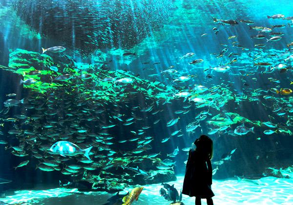 九十九島パールシーリゾート 99TRITON貸切クルーズ乗船と海きらら水族館3