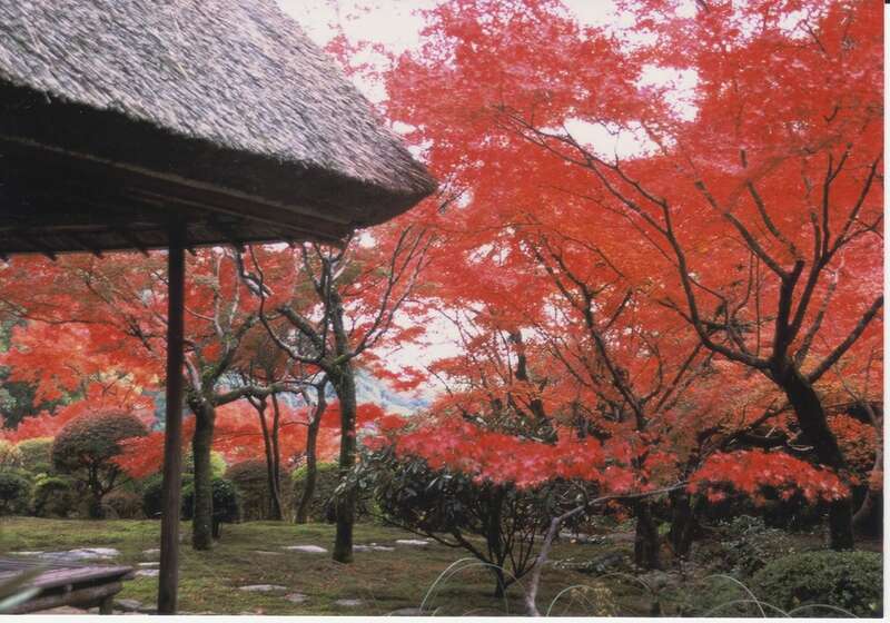【防府・新山口発】九年庵秋の一般公開＆仁比山神社の紅葉と高嶺ルビー咲く筑後広域公園　日帰り2